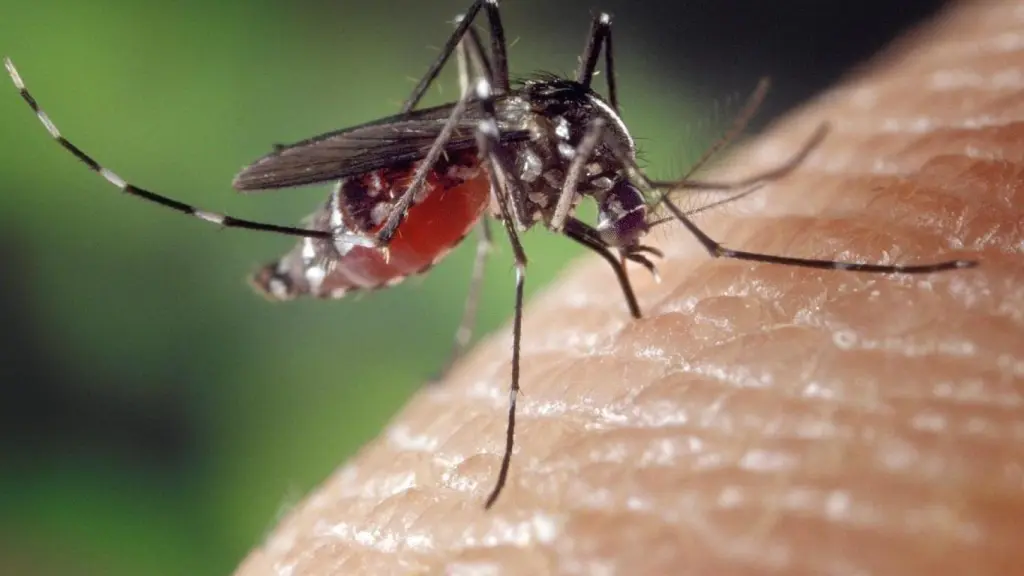La Aromaterapia, el mejor aliado para evitar y combatir las picaduras de insectos este verano, según COFENAT