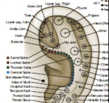 La Auriculoterapia conquista Europa: la ciencia respalda sus beneficios en dolor, ansiedad y bienestar